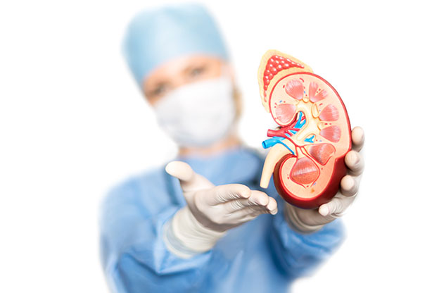 Renal Sciences, Urology and Kidney Transplant